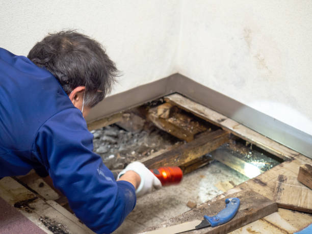 Best Same-Day Mold Removal  in Belle Haven, VA
