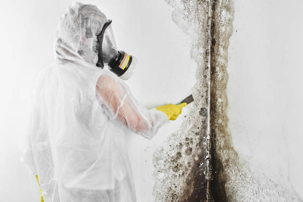 Best Mold Cleaning Services  in Belle Haven, VA
