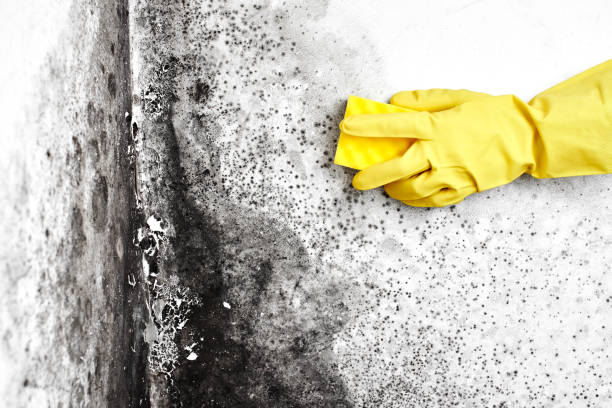 Best Attic Mold Removal  in Belle Haven, VA