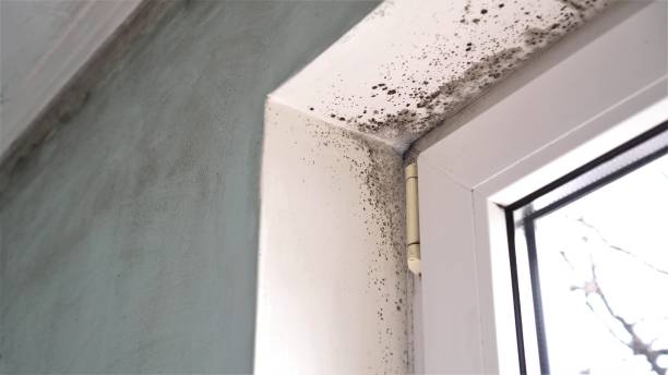 Professional Mold Removal in Belle Haven, VA
