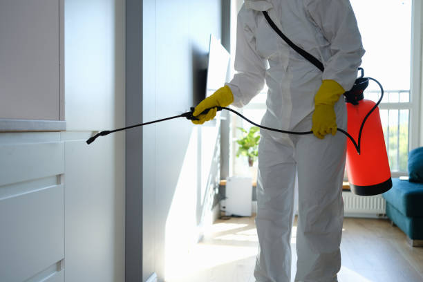 Best Home Mold Removal  in Belle Haven, VA