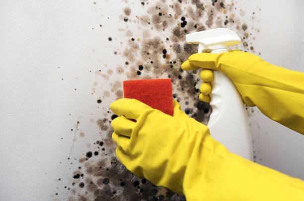 Best Professional Mold Removal  in Belle Haven, VA