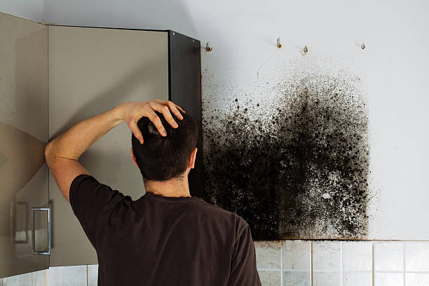 Best Local Mold Removal Service  in Belle Haven, VA