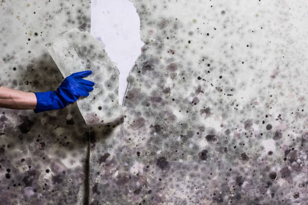 Best Local Mold Removal Service  in Belle Haven, VA