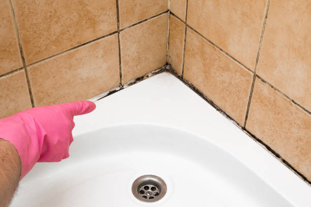 Best Affordable Mold Removal  in Belle Haven, VA