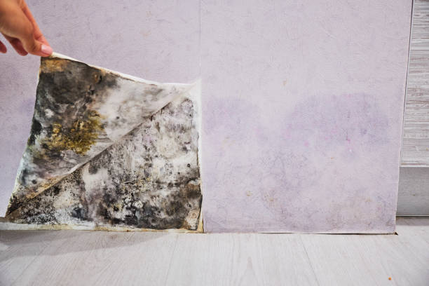 Best Professional Mold Removal  in Belle Haven, VA
